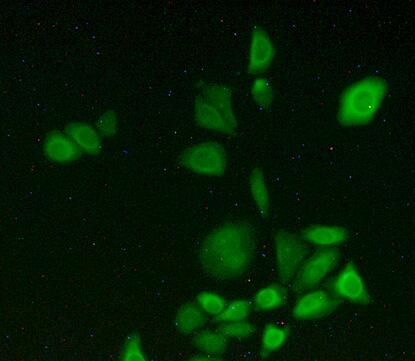 CYP1A2 Antibody in Immunocytochemistry (ICC/IF)