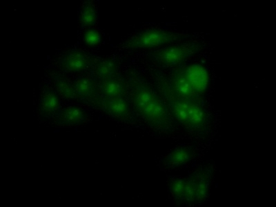 NKRF Antibody in Immunocytochemistry (ICC/IF)