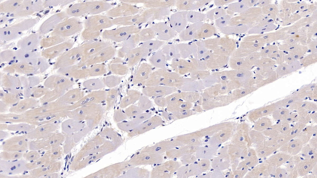 FKBP12 Antibody in Immunohistochemistry (Paraffin) (IHC (P))