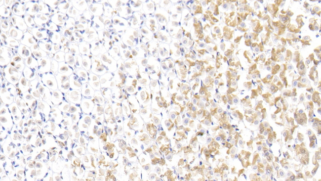 Annexin A1 Antibody in Immunohistochemistry (Paraffin) (IHC (P))