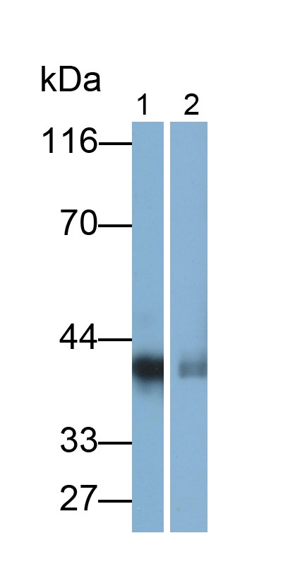 Carbonic Anhydrase VI Antibody in Western Blot (WB)