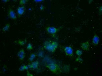 AZGP1 Antibody in Immunocytochemistry (ICC/IF)