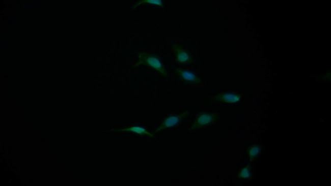 Bcl-W Antibody in Immunocytochemistry (ICC/IF)