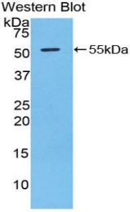 Granzyme D Antibody in Western Blot (WB)