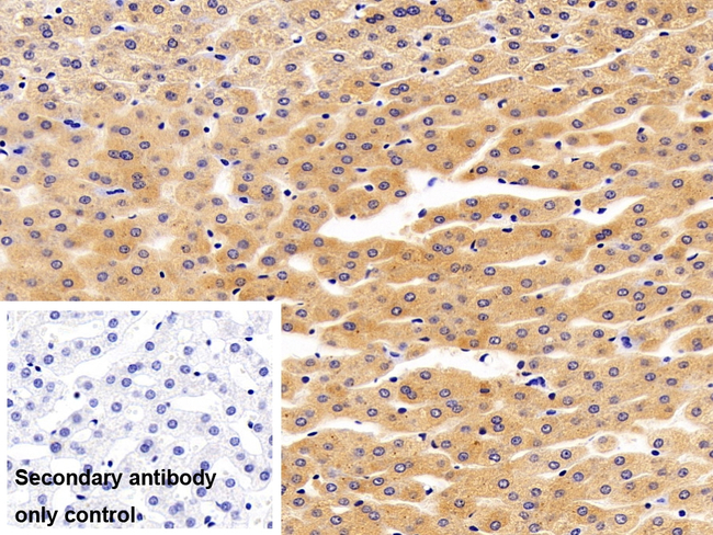 ASAHL Antibody in Immunohistochemistry (Paraffin) (IHC (P))