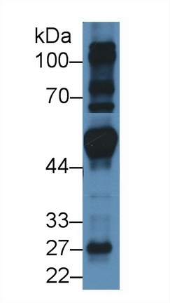 FRS2 Antibody in Western Blot (WB)