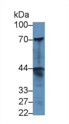 DNER Antibody in Western Blot (WB)