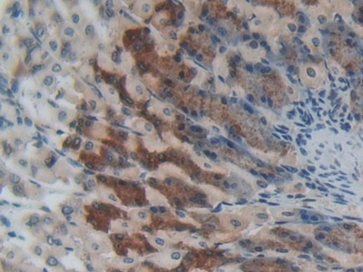 SPRY1 Antibody in Immunohistochemistry (Paraffin) (IHC (P))