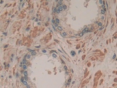 SDF2 Antibody in Immunohistochemistry (Paraffin) (IHC (P))
