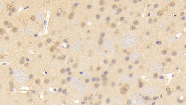 Contactin 3 Antibody in Immunohistochemistry (Paraffin) (IHC (P))