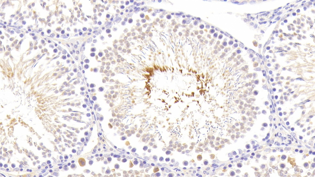 Relaxin 1 Antibody in Immunohistochemistry (Paraffin) (IHC (P))