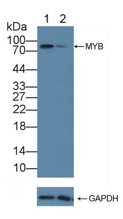 Myb Antibody in Western Blot (WB)