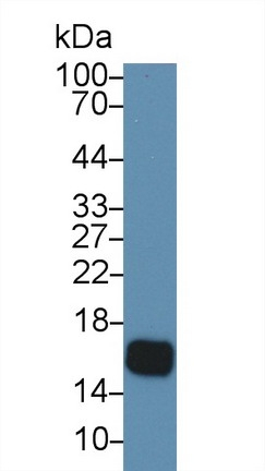 Cystatin D Antibody in Western Blot (WB)