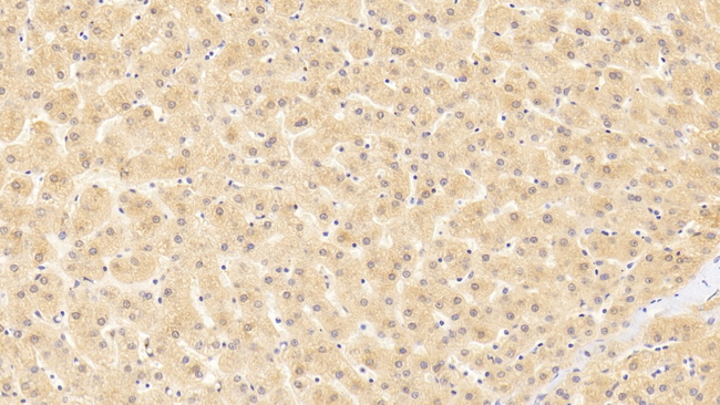 GATA2 Antibody in Immunohistochemistry (Paraffin) (IHC (P))
