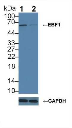 EBF1 Antibody in Western Blot (WB)