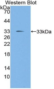 KLF10 Antibody in Western Blot (WB)