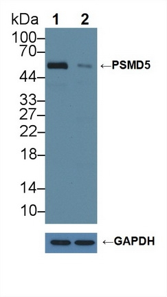 PSMD5 Antibody in Western Blot (WB)
