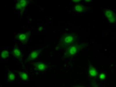 A1BG Antibody in Immunocytochemistry (ICC/IF)