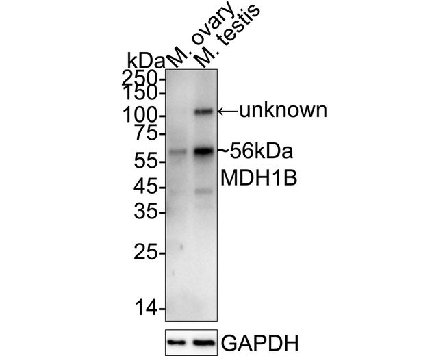 MDH1B Antibody in Western Blot (WB)