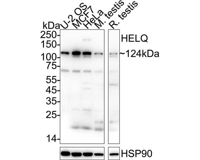 HELQ Antibody in Western Blot (WB)