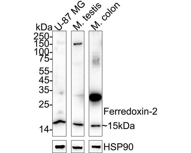 FDX2 Antibody in Western Blot (WB)