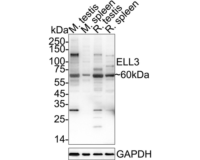 ELL3 Antibody in Western Blot (WB)