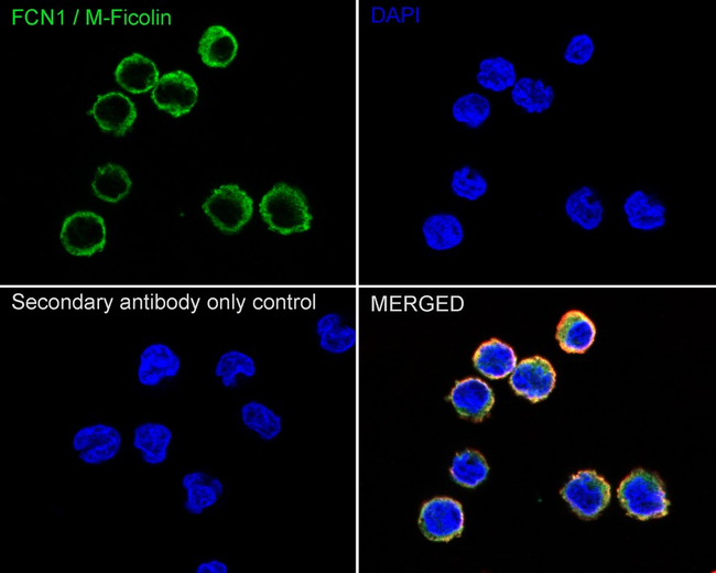 FCN1 Antibody in Immunocytochemistry (ICC/IF)