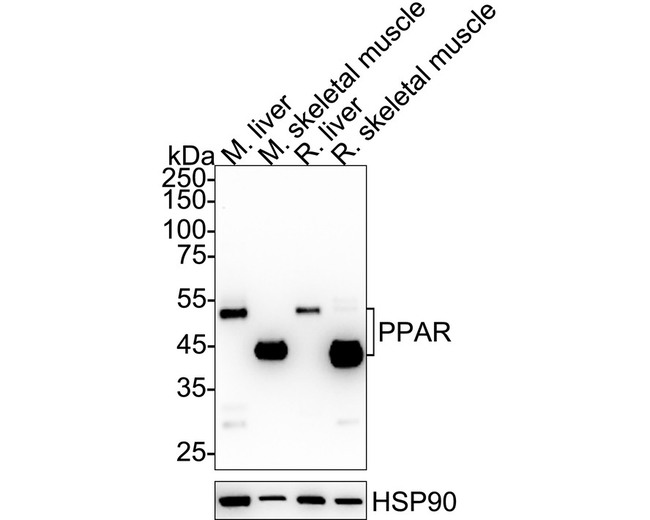 PPAR alpha Antibody in Western Blot (WB)