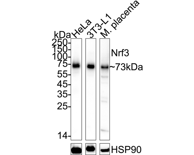 NFE2L3 Antibody in Western Blot (WB)