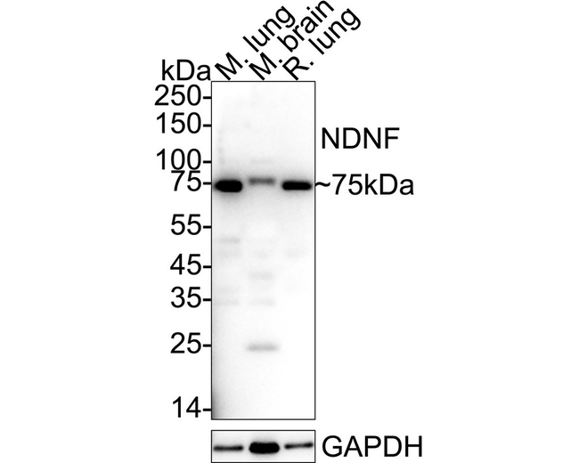 C4orf31 Antibody in Western Blot (WB)