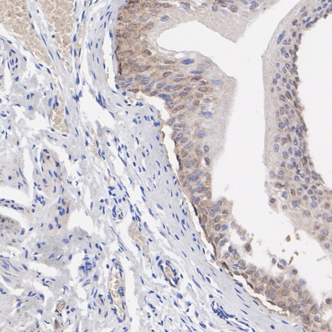 ZDHHC24 Antibody in Immunohistochemistry (Paraffin) (IHC (P))