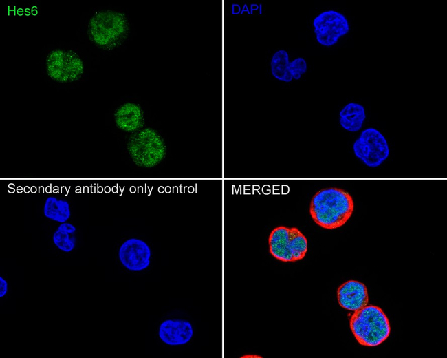 HES6 Antibody in Immunocytochemistry (ICC/IF)
