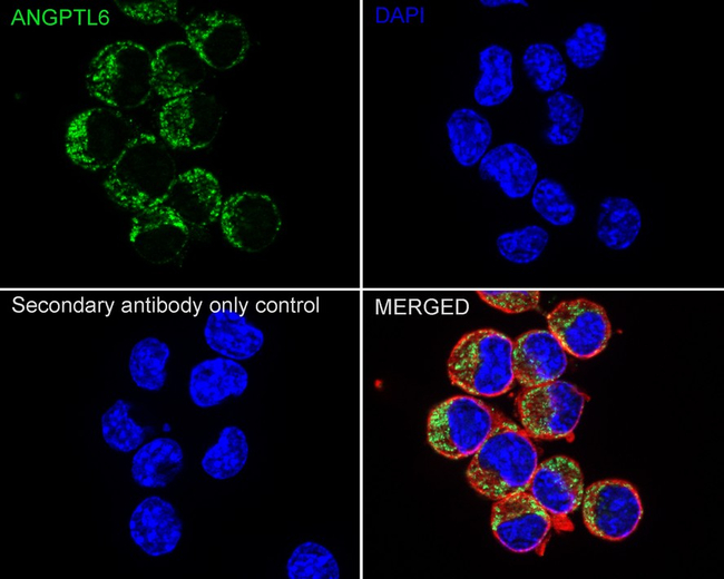 ANGPTL6 Antibody in Immunocytochemistry (ICC/IF)