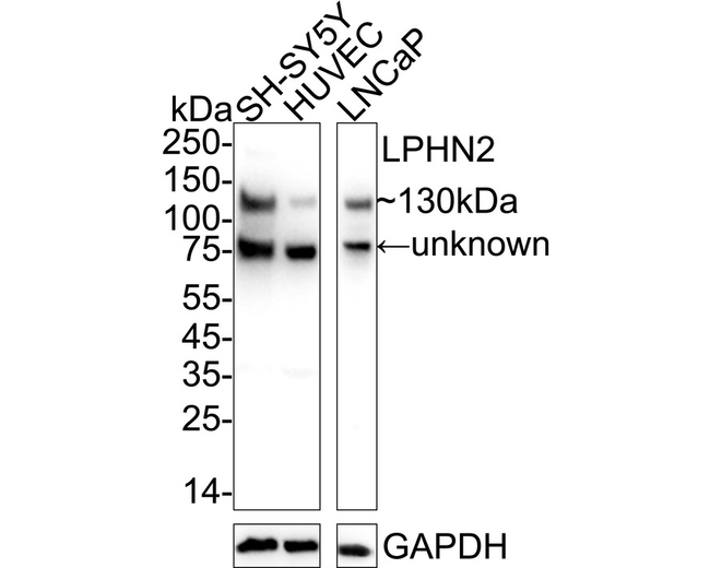LPHN2 Antibody in Western Blot (WB)