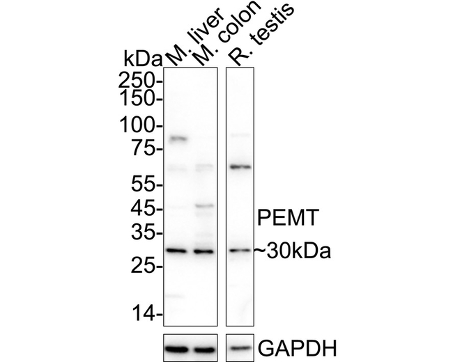 PEMT Antibody in Western Blot (WB)