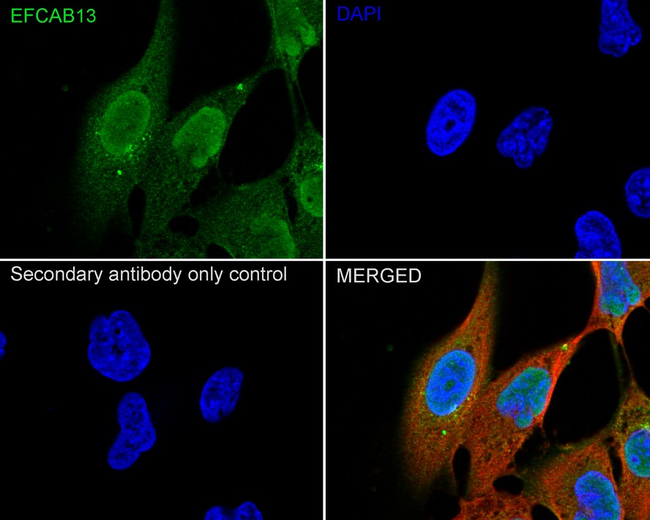 EFCAB13 Antibody in Immunocytochemistry (ICC/IF)