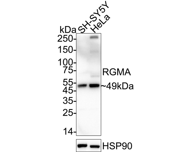 RGMA Antibody in Western Blot (WB)