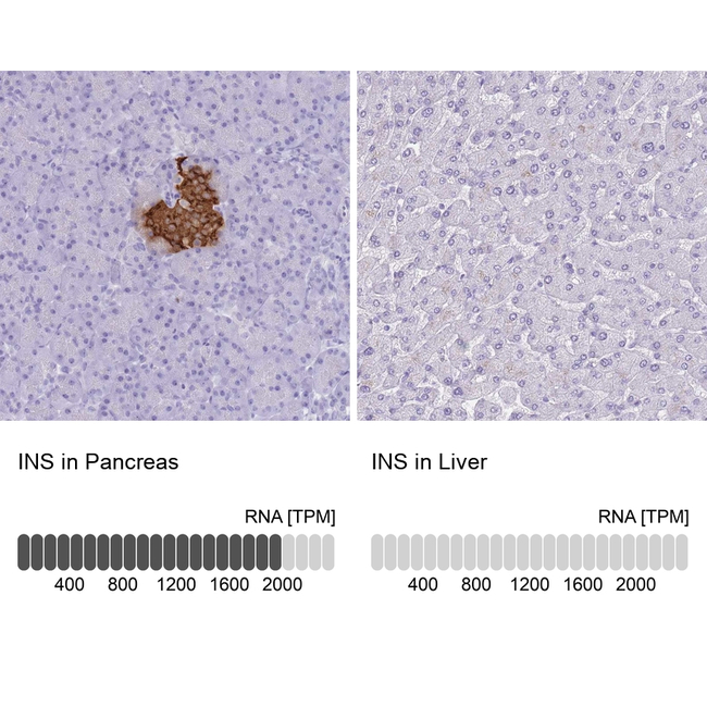 Insulin Antibody in Immunohistochemistry (Paraffin) (IHC (P))