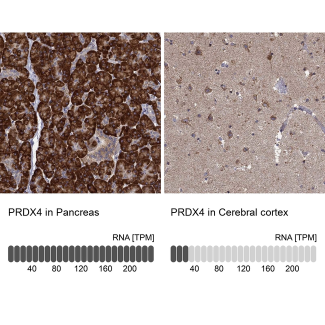 PRDX4 Antibody in Immunohistochemistry (Paraffin) (IHC (P))