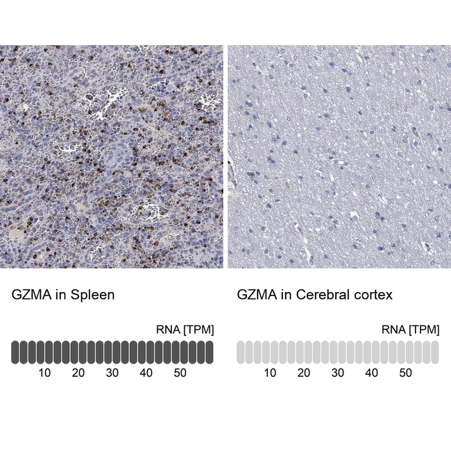 Granzyme A Antibody in Immunohistochemistry (Paraffin) (IHC (P))