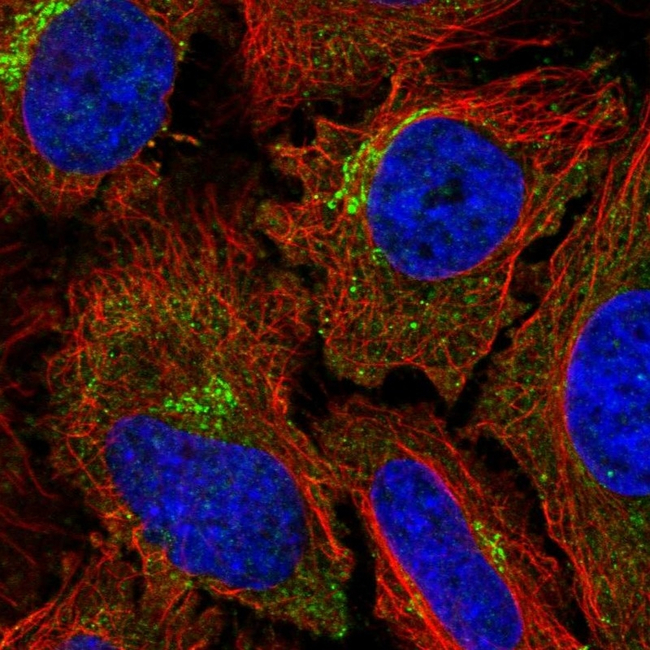 Dynamin 2 Antibody in Immunocytochemistry (ICC/IF)