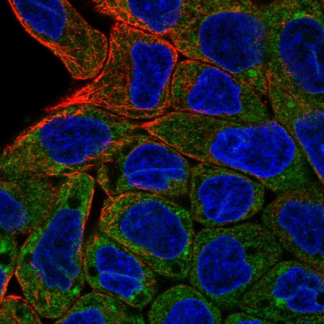 AGR2 Antibody in Immunocytochemistry (ICC/IF)