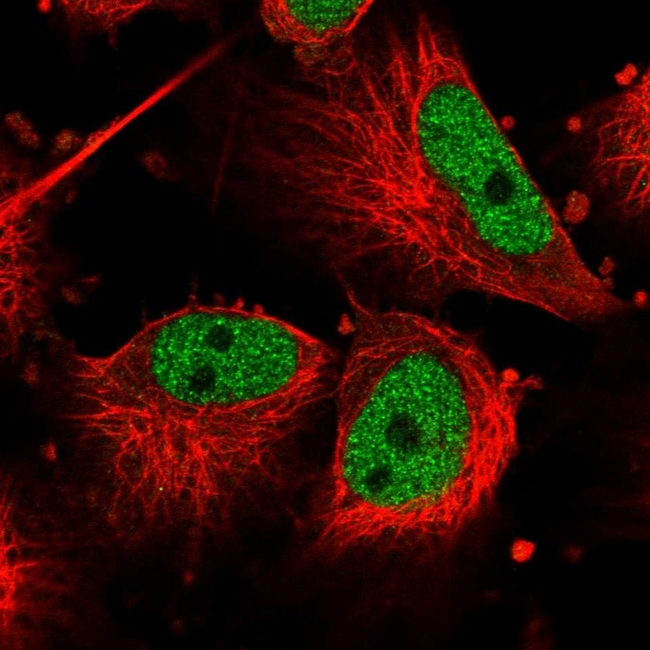 Cdc27 Antibody in Immunocytochemistry (ICC/IF)