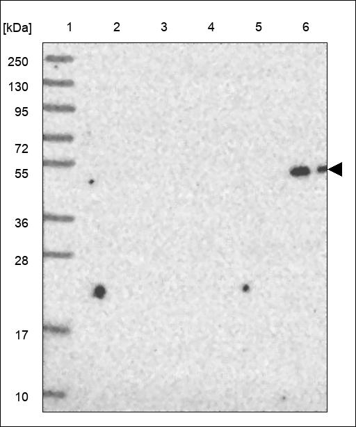 C2orf54 Antibody in Western Blot (WB)