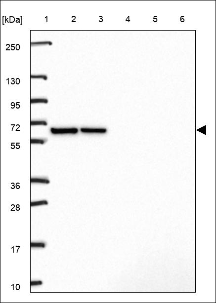 C16orf58 Antibody in Western Blot (WB)