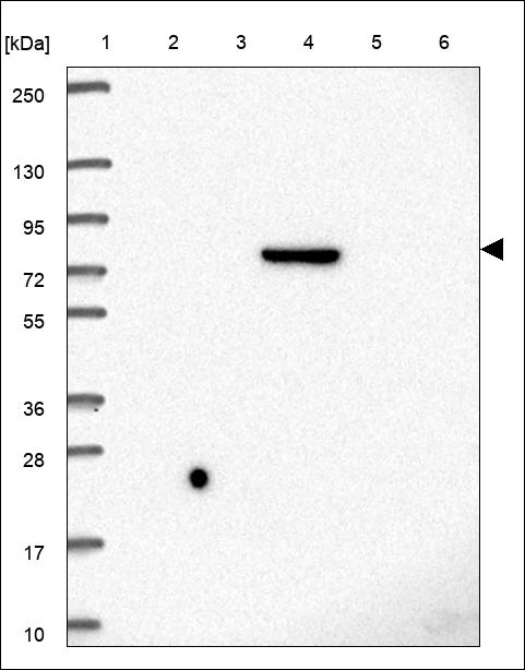 DCST2 Antibody in Western Blot (WB)