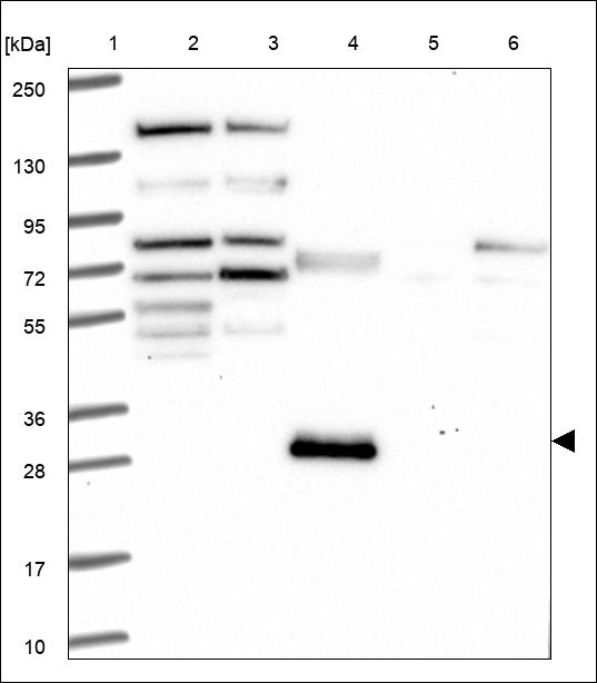 FOXS1 Antibody in Western Blot (WB)