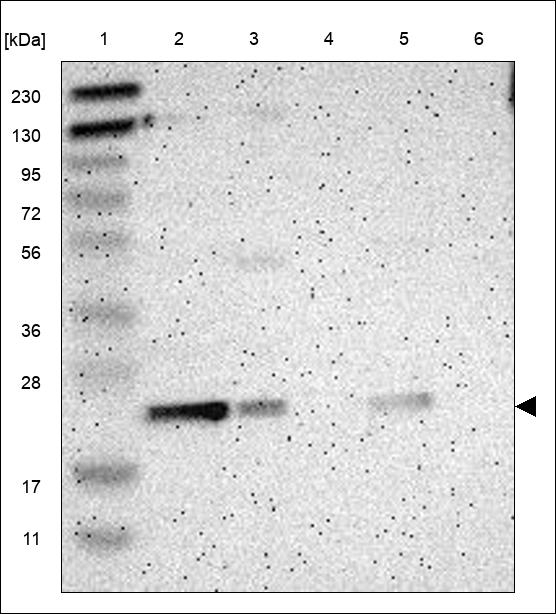 C6orf64 Antibody in Western Blot (WB)