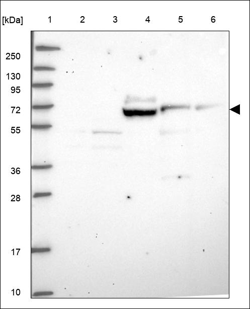 D9Ertd402e Antibody in Western Blot (WB)