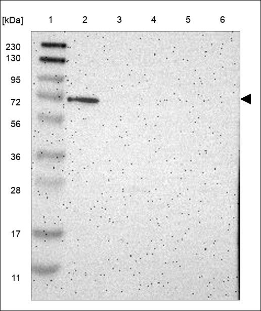 HDX Antibody in Western Blot (WB)